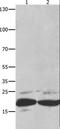 Fas Associated Via Death Domain antibody, LS-B14633, Lifespan Biosciences, Western Blot image 