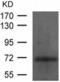 E2F-1 antibody, TA322645, Origene, Western Blot image 