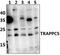 Trafficking Protein Particle Complex 5 antibody, PA5-75940, Invitrogen Antibodies, Western Blot image 