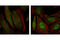 Mitogen-Activated Protein Kinase 12 antibody, 9212L, Cell Signaling Technology, Immunofluorescence image 