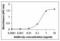 Ghrelin And Obestatin Prepropeptide antibody, XW-8114, ProSci, Western Blot image 