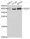 Alpha-2-Glycoprotein 1, Zinc-Binding antibody, A5365, ABclonal Technology, Western Blot image 