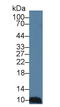 C-C Motif Chemokine Ligand 28 antibody, LS-C314797, Lifespan Biosciences, Western Blot image 