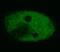 p53 antibody, MA1-19551, Invitrogen Antibodies, Immunofluorescence image 