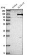 Solute Carrier Family 6 Member 15 antibody, NBP1-83867, Novus Biologicals, Western Blot image 