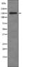 Regulatory Associated Protein Of MTOR Complex 1 antibody, PA5-64849, Invitrogen Antibodies, Western Blot image 