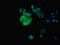 IZUMO Family Member 4 antibody, CSB-PA636327LA01HU, Cusabio, Immunofluorescence image 