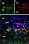 Glutamate Metabotropic Receptor 2 antibody, PA5-77419, Invitrogen Antibodies, Immunohistochemistry paraffin image 