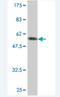 SUN domain-containing protein 1 antibody, H00023353-M01, Novus Biologicals, Western Blot image 