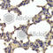 Histone Deacetylase 7 antibody, A7285, ABclonal Technology, Immunohistochemistry paraffin image 