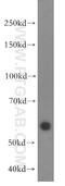 Trafficking Protein Particle Complex 9 antibody, 19549-1-AP, Proteintech Group, Western Blot image 