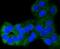 BCL2 Binding Component 3 antibody, NBP2-67326, Novus Biologicals, Immunocytochemistry image 