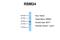 RNA Binding Motif Protein 24 antibody, NBP1-80482, Novus Biologicals, Western Blot image 