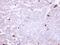 Amine Oxidase Copper Containing 3 antibody, GTX101400, GeneTex, Immunohistochemistry paraffin image 