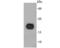 Retinol Binding Protein 4 antibody, NBP2-67098, Novus Biologicals, Western Blot image 