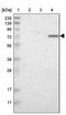 TATA-Box Binding Protein Associated Factor 6 antibody, PA5-52310, Invitrogen Antibodies, Western Blot image 