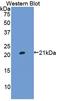 Haptoglobin antibody, LS-C299046, Lifespan Biosciences, Western Blot image 