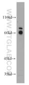 Coiled-Coil Domain Containing 120 antibody, 22041-1-AP, Proteintech Group, Western Blot image 