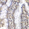 Proteasome 26S Subunit, ATPase 3 antibody, LS-C331808, Lifespan Biosciences, Immunohistochemistry frozen image 