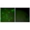 Cyclin A1 antibody, A03889, Boster Biological Technology, Immunohistochemistry frozen image 