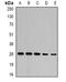 NFU1 Iron-Sulfur Cluster Scaffold antibody, orb341239, Biorbyt, Western Blot image 