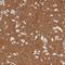 Tenascin R antibody, NBP1-86350, Novus Biologicals, Immunohistochemistry frozen image 