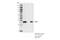 Heat Shock Protein Family B (Small) Member 1 antibody, 95357S, Cell Signaling Technology, Immunoprecipitation image 