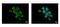 Family With Sequence Similarity 120A antibody, GTX120824, GeneTex, Immunofluorescence image 