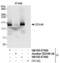 DEAD-Box Helicase 46 antibody, NB100-57489, Novus Biologicals, Western Blot image 