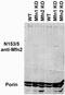 Mitofusin 2 antibody, 75-173, Antibodies Incorporated, Western Blot image 