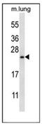 RHEB Like 1 antibody, AP53657PU-N, Origene, Western Blot image 