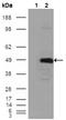 Betaine--Homocysteine S-Methyltransferase antibody, AM06289SU-N, Origene, Western Blot image 