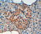VPS11 Core Subunit Of CORVET And HOPS Complexes antibody, 46-575, ProSci, Enzyme Linked Immunosorbent Assay image 