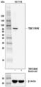TANK Binding Kinase 1 antibody, 3504T, Cell Signaling Technology, Western Blot image 