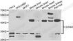 DHHB-MTase antibody, A7469, ABclonal Technology, Western Blot image 