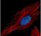 H3 Histone Family Member 3B antibody, PA5-27507, Invitrogen Antibodies, Immunofluorescence image 