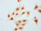 Cyclin Dependent Kinase 2 antibody, CSB-RA005061A15phHU, Cusabio, Immunocytochemistry image 
