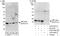 Core-Binding Factor Subunit Beta antibody, A303-548A, Bethyl Labs, Western Blot image 