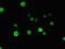 Nucleoporin 85 antibody, LS-C398457, Lifespan Biosciences, Immunofluorescence image 