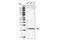 Activation Induced Cytidine Deaminase antibody, 4949S, Cell Signaling Technology, Western Blot image 