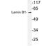 Lamin B1 antibody, LS-C177606, Lifespan Biosciences, Western Blot image 