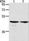 Actin Like 8 antibody, LS-C401166, Lifespan Biosciences, Western Blot image 