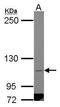 Contactin 1 antibody, PA5-27501, Invitrogen Antibodies, Western Blot image 