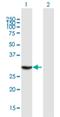 THAP domain-containing protein 1 antibody, H00055145-B01P, Novus Biologicals, Western Blot image 