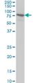 Bromodomain Containing 3 antibody, H00008019-M02, Novus Biologicals, Western Blot image 