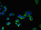 AP2 Associated Kinase 1 antibody, CSB-PA643571LA01HU, Cusabio, Immunofluorescence image 