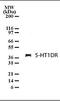 5-Hydroxytryptamine Receptor 1D antibody, orb87927, Biorbyt, Western Blot image 