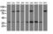 X-Ray Repair Cross Complementing 1 antibody, LS-C114953, Lifespan Biosciences, Western Blot image 