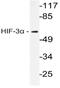 HIF3-alpha antibody, AP20606PU-N, Origene, Western Blot image 