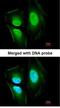EF-Hand Calcium Binding Domain 14 antibody, NBP1-33182, Novus Biologicals, Immunocytochemistry image 